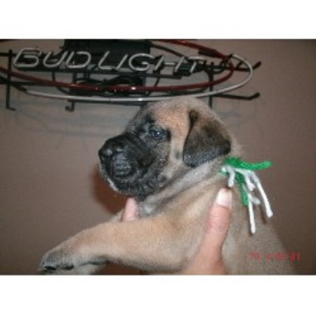 Mastiff Breeder in London, Kentucky