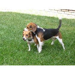 Beagle Stud in California