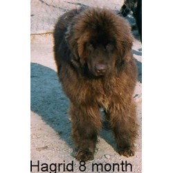 Landseer+newfoundland+puppies+for+sale