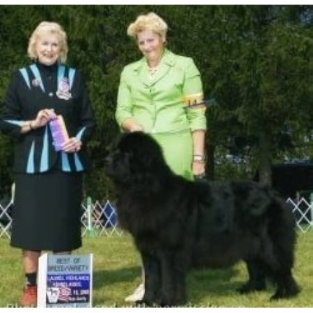 newfoundland puppies in pa newfoundland breeder new kensington 12037 breeds picture newfoundland puppies in pa newfoundland breeder new kensington 12037 breeds picture