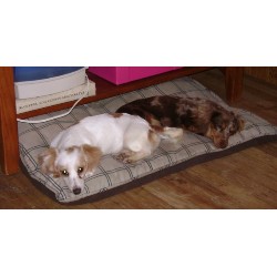 Doxie breeder in Montana picture 2