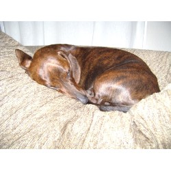 Doxie in Montana picture 2
