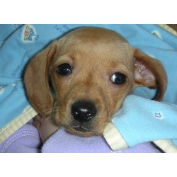 Dachshund breeder in Hot Springs Montana