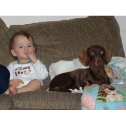 Dachshund Breeder in Hot Springs, Montana