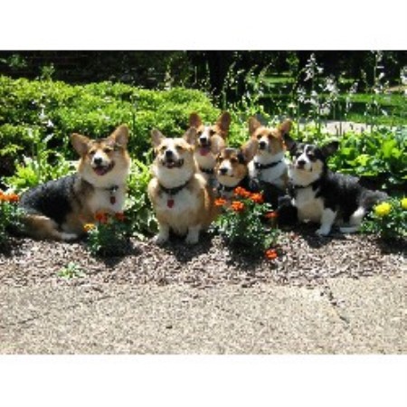 Pembroke Welsh Corgi breeder in Fairview Park Ohio