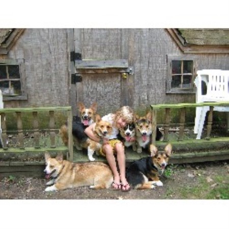 Pembroke Welsh Corgi in Ohio picture 2