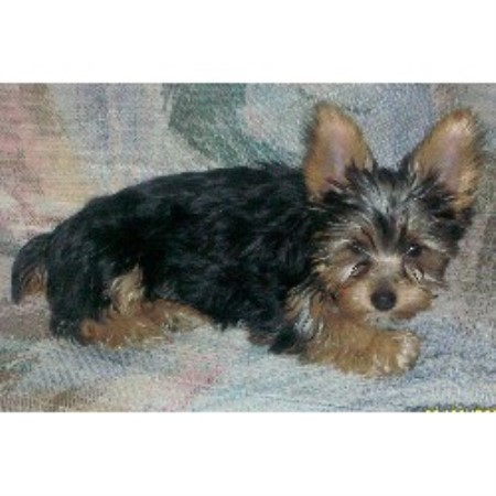 yorkie puppies for sale in colorado springs dork of york terrier breeder in colorado springs colorado listing id 12049 yorkie puppies for sale in colorado springs dork of york terrier breeder in colorado springs colorado listing id 12049
