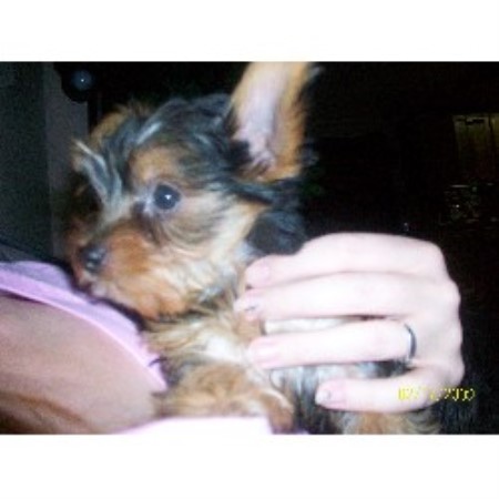 yorkie breeders colorado springs dork of york terrier breeder in colorado springs colorado listing id 12049 yorkie breeders colorado springs dork of york terrier breeder in colorado springs colorado listing id 12049