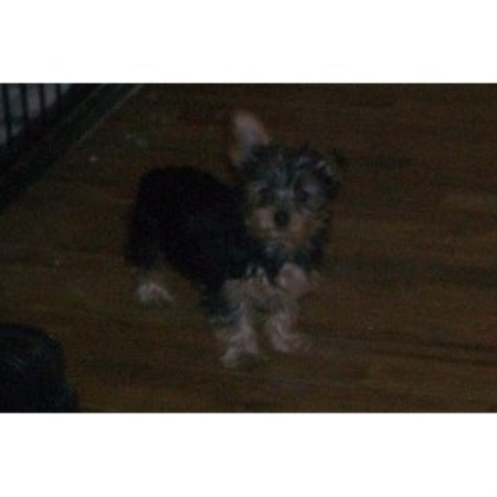 yorkie breeders colorado springs dork of york terrier breeder in colorado springs colorado yorkie breeders colorado springs dork of york terrier breeder in colorado springs colorado