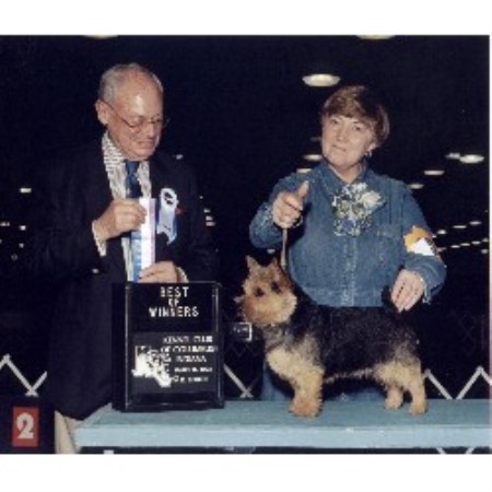 Norwich Terrier Breeder in Amherst, Virginia