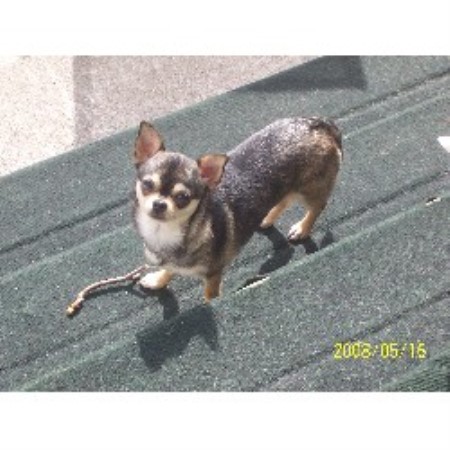 Chihuahua in Alberta