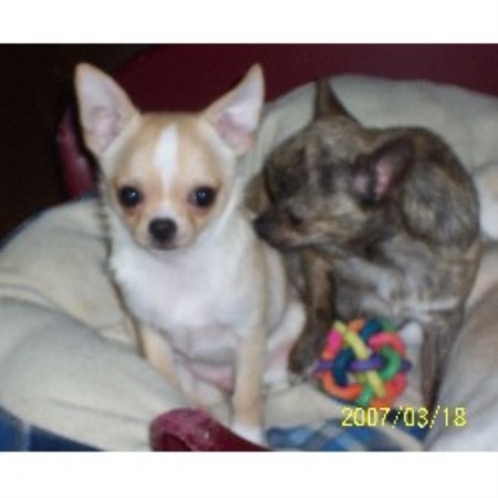 Chihuahua Breeder in Morinville, Alberta
