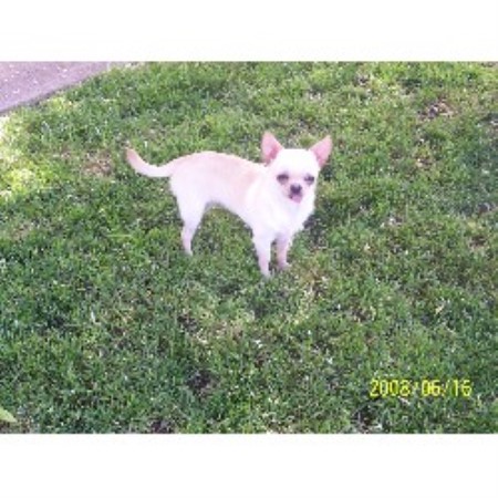 Chihuahua in Alberta picture 2