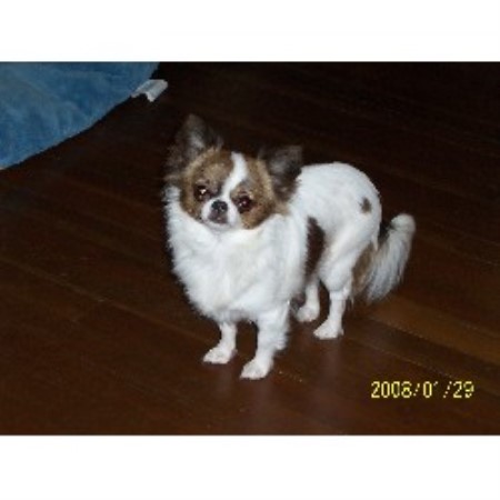 Chihuahua breeder in Alberta picture 2