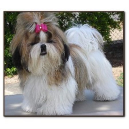 Shih Tzu breeder in California picture 2