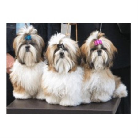 shih tzu breeder california chenille shih tzu shih tzu breeder in gustine california listing id 12084 shih tzu breeder california chenille shih tzu shih tzu breeder in gustine california listing id 12084