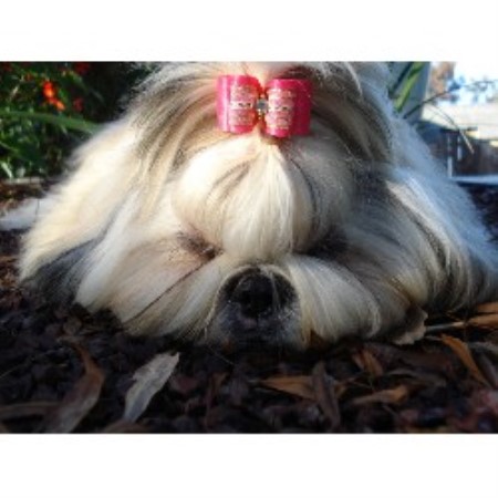 shih tzu breeder california chenille shih tzu shih tzu breeder in gustine california shih tzu breeder california chenille shih tzu shih tzu breeder in gustine california