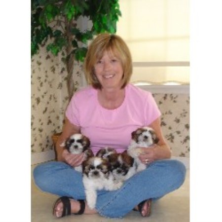 Shih Tzu in California