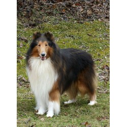 Collie Stud in Goodwood, , Ontario