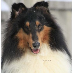 Collie Stud in Goodwood, Ontario