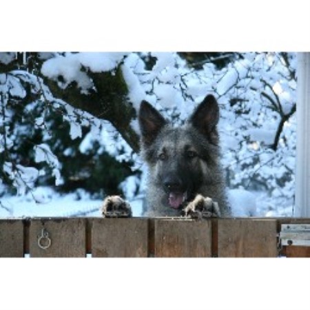 Shiloh Shepherd breeder in Bothell Washington