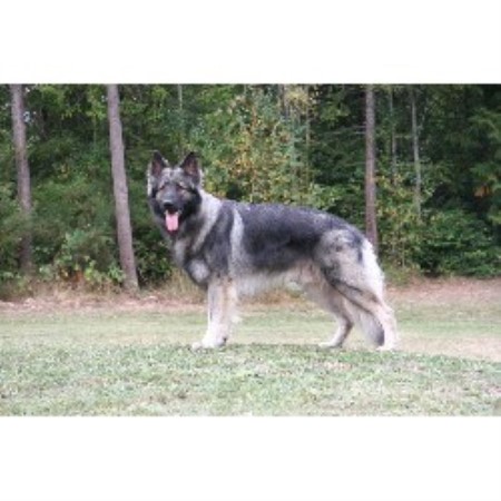 Shiloh Shepherd breeder in Washington picture 2