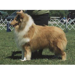 Collie Stud in Goodwood, , Ontario