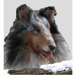 Collie Stud in Goodwood,, Ontario