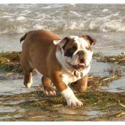 English Bulldog Stud in Gray, Georgia