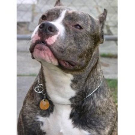 APBT breeder in Florida picture 2