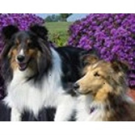 Shetland Sheepdog Breeder in Ozark, Missouri