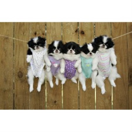 Japanese Chin Breeder in Shallotte, North Carolina