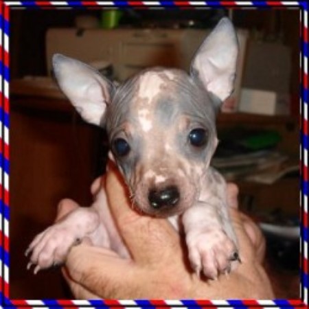 Rat Terrier in Texas picture 2