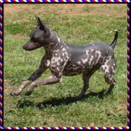Rat Terrier in Texas