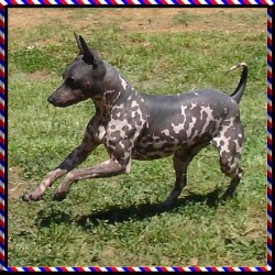 American Hairless Terrier breeder in Denison Texas