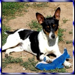 American Hairless Terrier in Texas picture 2