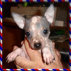 American Hairless Terrier breeder in Texas picture 2