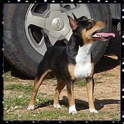 American Hairless Terrier in Texas