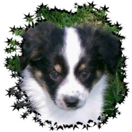 mini australian shepherd puppies nc barkl miniature australian shepherds miniature australian shepherd breeder in mini australian shepherd puppies nc barkl miniature australian shepherds miniature australian shepherd breeder in