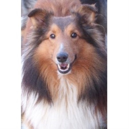 Sheltie in Indiana