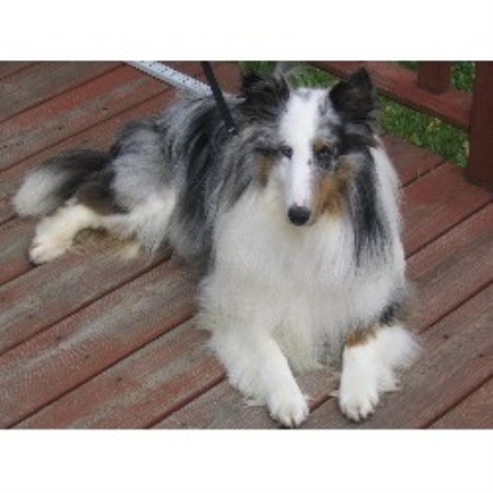 Shetland Sheepdog breeder in Seymour Indiana