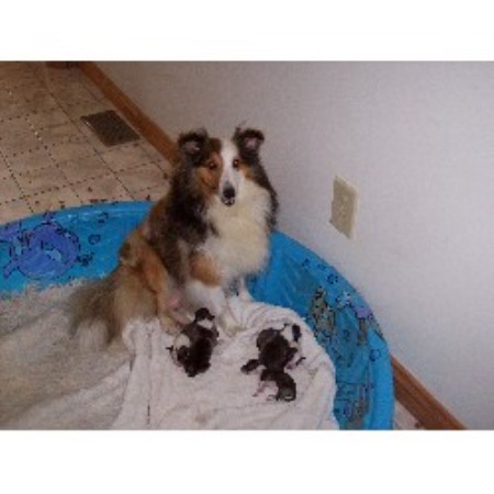 Sheltie in Indiana picture 2