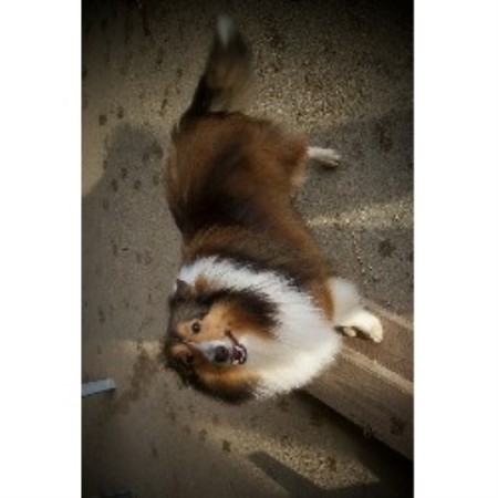 Shetland Sheepdog Breeder in Seymour, Indiana