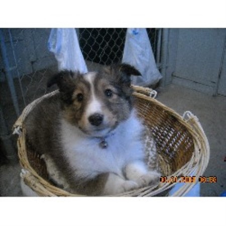 Sheltie breeder in Indiana picture 2
