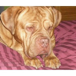 Dogue De Bordeaux Stud in Charlotte, North Carolina