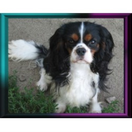 Cavalier King Charles Spaniel breeder in Minnesota picture 2