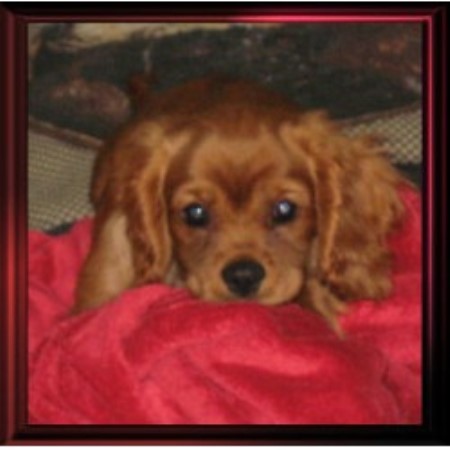 Cavalier King Charles Spaniel breeder in Plainview Minnesota