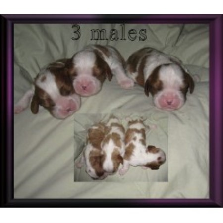 Cavalier King Charles Spaniel in Minnesota picture 2