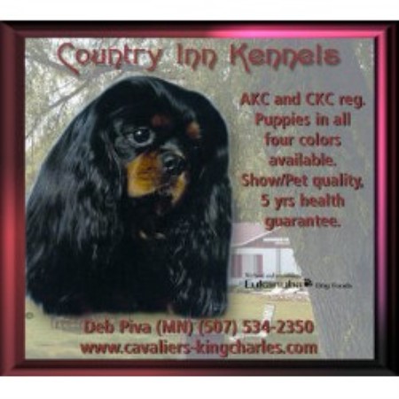freedoglistings.comCavalier King Charles Spaniel breeders in Minnesota | FreeDogListings