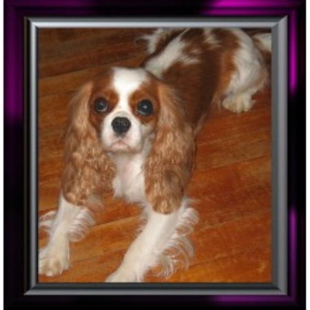Cavalier King Charles Spaniel in Minnesota